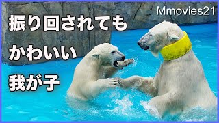 Impressed! Polar Bear mom protects toys for cub