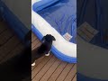 Siberian husky puppy checking out her new home