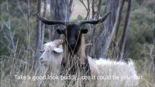 Bow Hunting Feral Goats - Marauding Billies