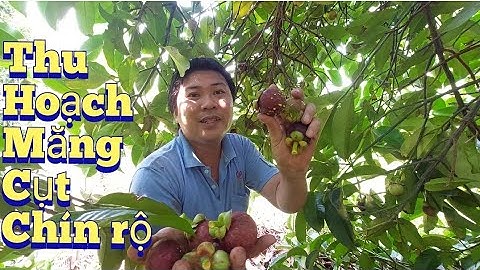 Thu hoạch măng cụt tại vườn giá rẻ | măng cụt chín rộ vườn trái cây trung an | vườn trái cây củ chi.