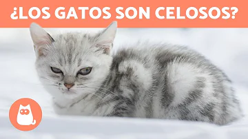 ¿Son celosos los gatos?