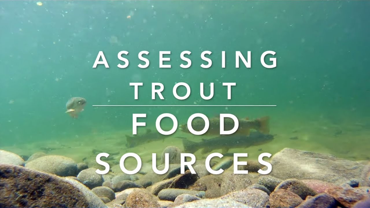 nymph fishing uk Trout Food Sources | How To Assess