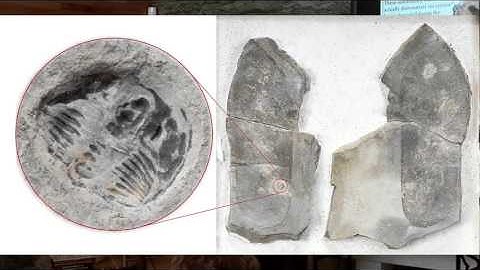 Creation and the Geologic Column