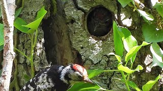 Pico Menor. Último Día De Cebas En El Nido. Río Pas.