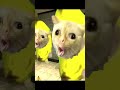リンゴ猫が来なかった日のバナナ猫? / Banana cat on the day the apple cat didn't come? #shorts #gmod #nextbot