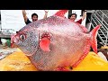 75kgオーバーの怪物アカマンボウをハイサイ探偵団に一度譲ってまた逆輸入