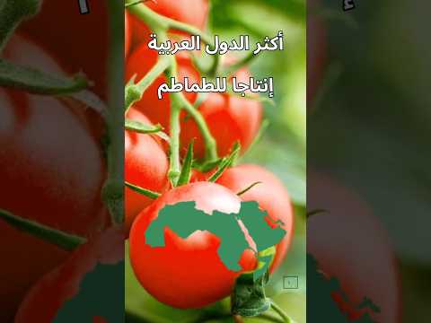 أكثر دولة عربية في إنتاج الطماطم طماطم فلاحة مصر الجزائر المغرب العراق السودان تونس انتاج