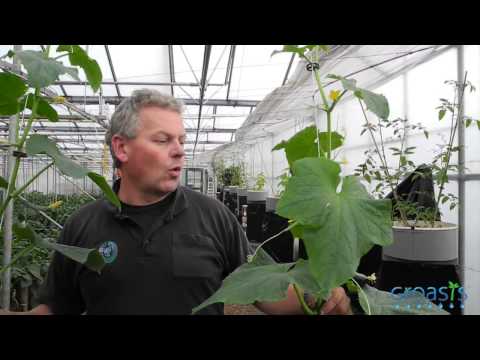 Vídeo: Què és la vernalització a les plantes: obteniu informació sobre la vernalització i la floració de les plantes