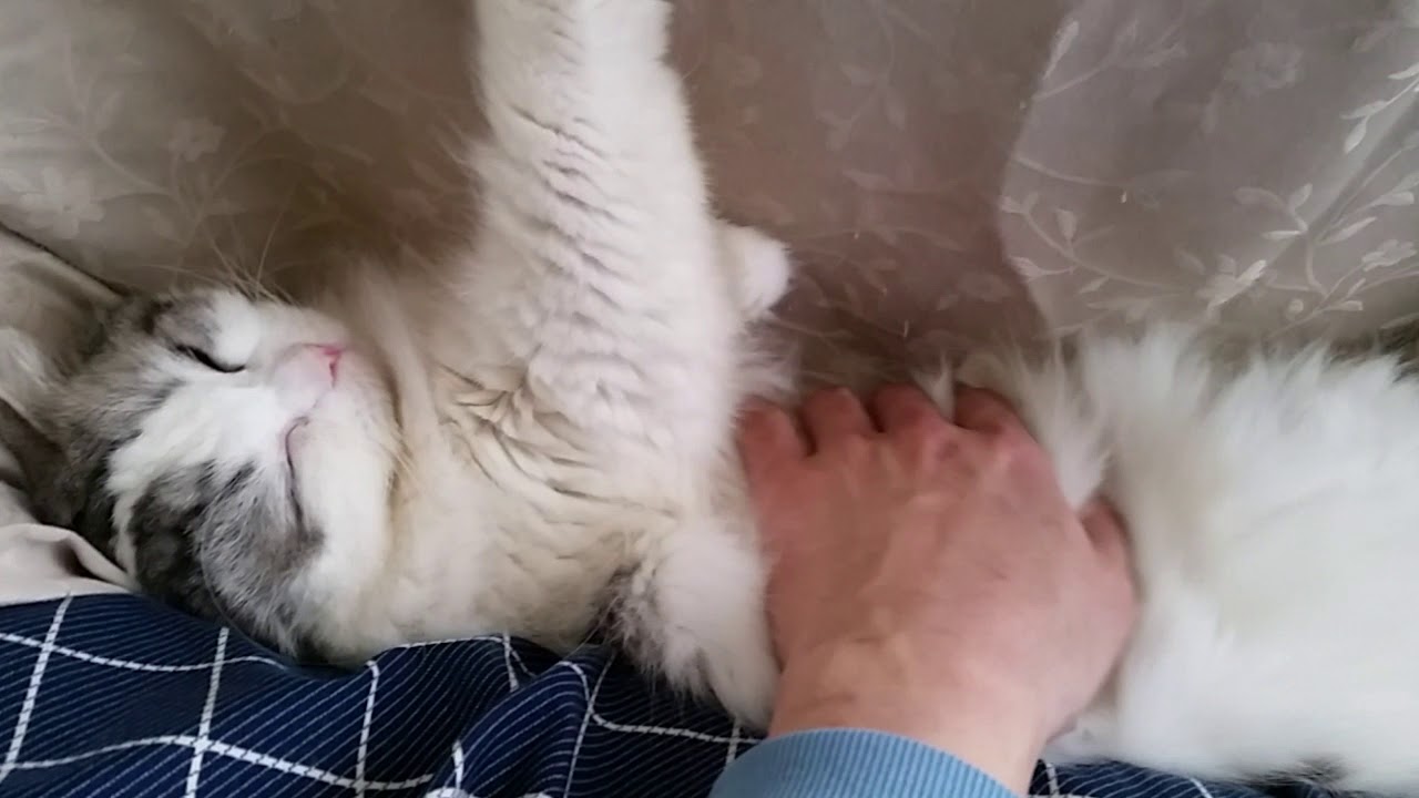 スキマに挟まったままどいてくれない白モフ猫 - YouTube kokesukepapa