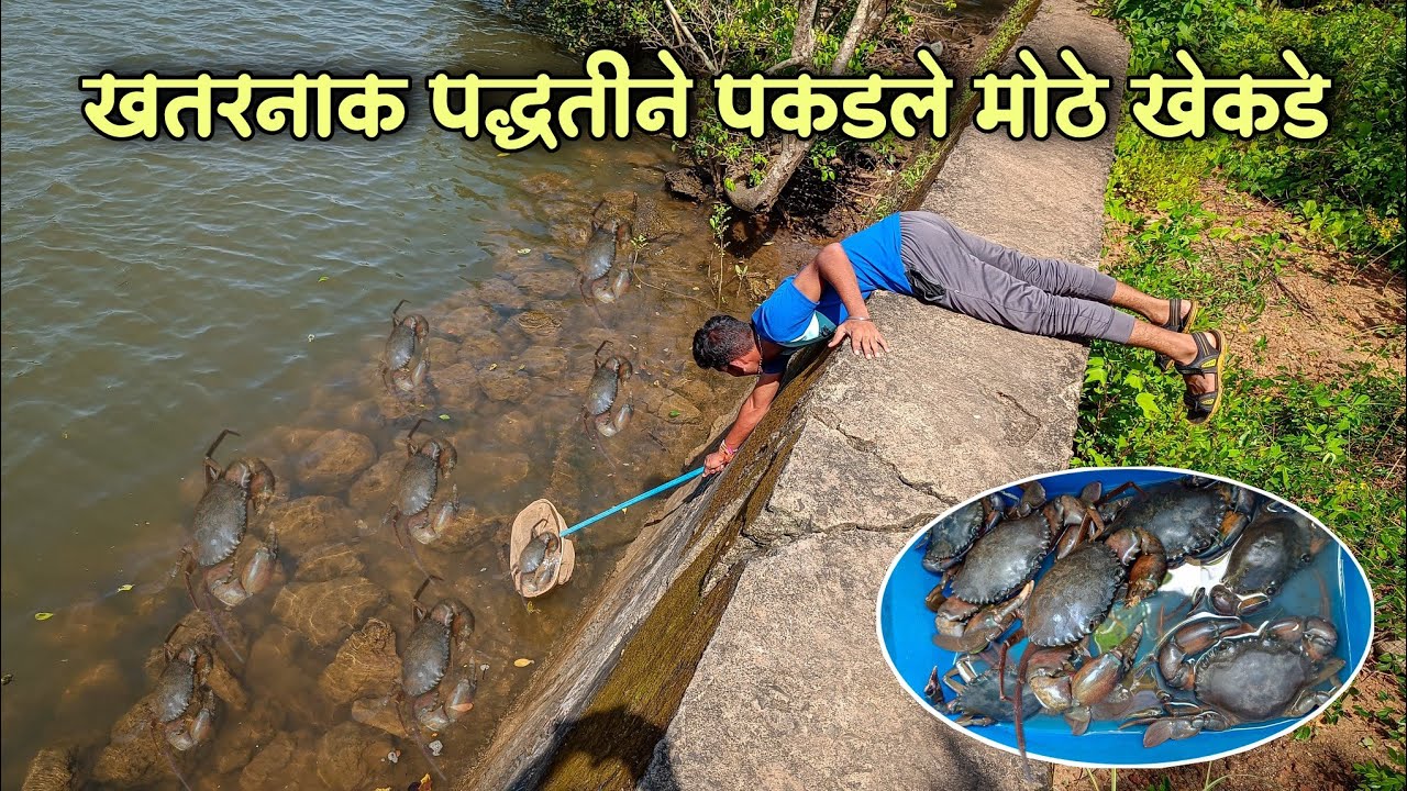 खाडीच्या काठावरून झोपून पकडले मोठे खेकडे🦀|मोरी(baby shark)माशाची चामडी वापरून पकडले खेकडे|Crabs
