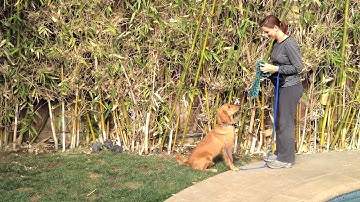 Basic Obedience Commands And Hand Signals - 10 Month Old Puppy