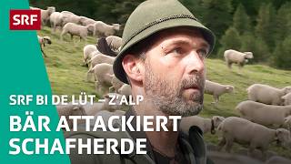 Bär reisst Schaf auf Alp Plazér | Z'Alp – SRF bi de Lüt | 2021  4/5 | SRF