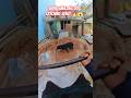 Gojo Powerful Dog Catch Up #shorts #ytviral #dog #streetdogrevival #pets #animals