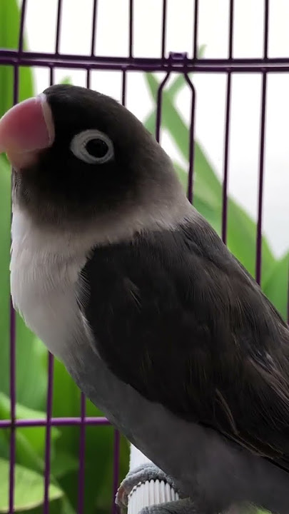 Pancingan Suara Lovebird  Batman