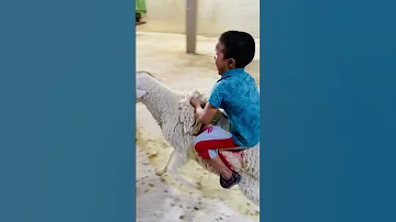 أسعار الكبش العيد لمقودين الجلفة اكسبلور سطايفي تيك توك Love ترند الكبش العيد الاضحى 