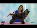 Learn How to Groom an American Cocker Spaniel in a Pet Trim with Undocked Tail