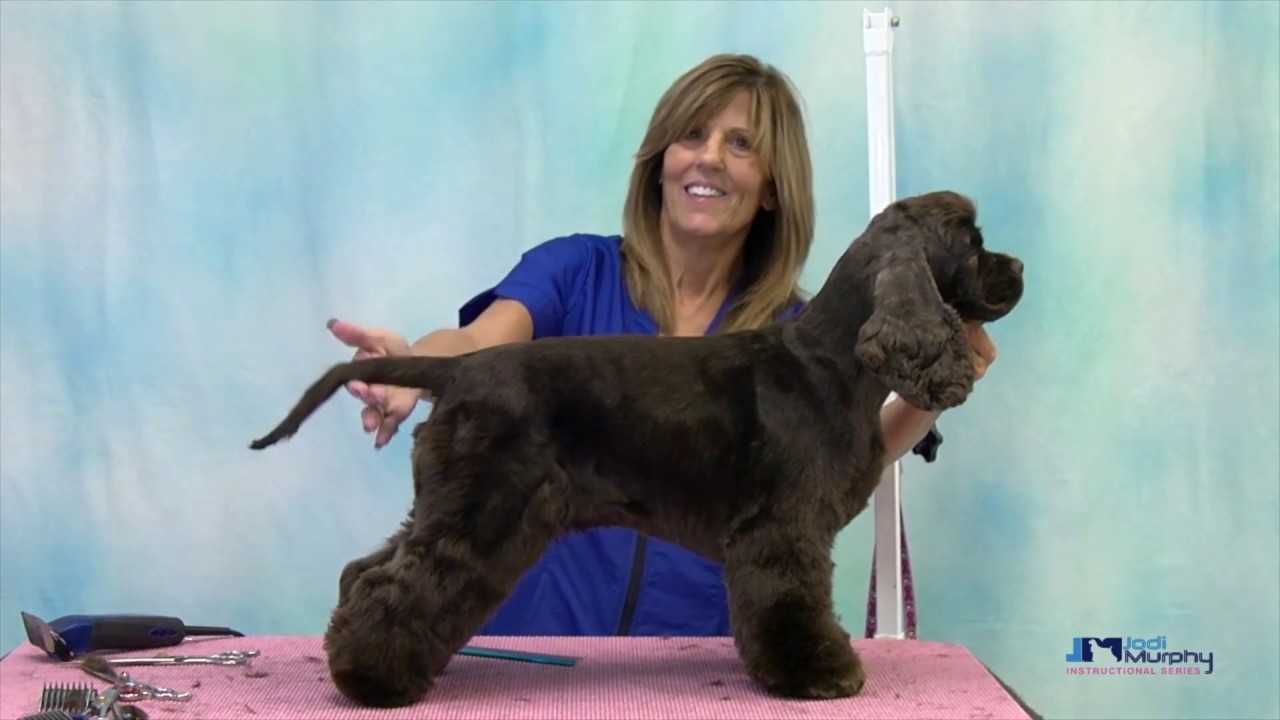 nederdel Fryse Individualitet Learn How to Groom an American Cocker Spaniel in a Pet Trim with Undocked  Tail - YouTube