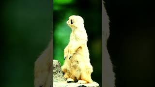 Meerkat Mayhem: The Ultimate Funny Compilation!