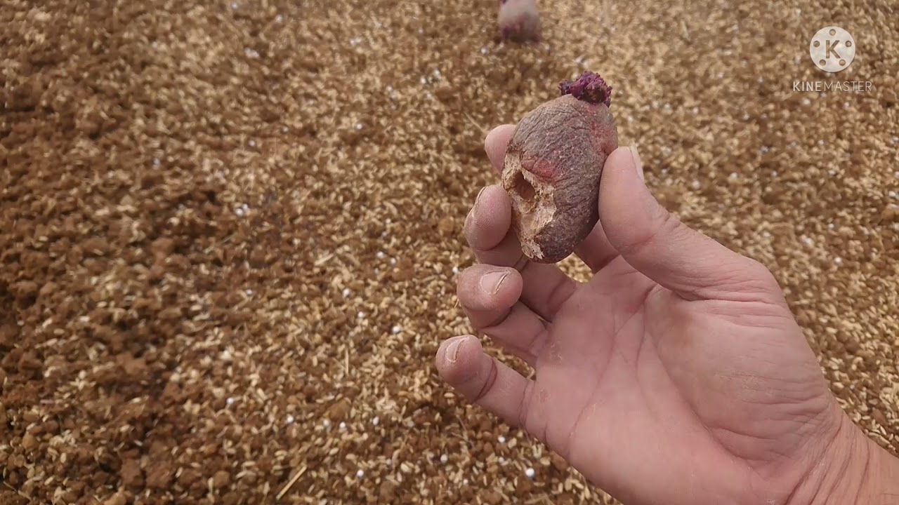 じゃがいも(グランドペチカ)の植え付け❗21.11.10