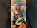 かわいい猫の肉球 トップ6のサムネイル