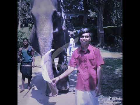 Elephant 🐘 Friendship 👑 #SouthEntry #Gujjuboy#ANIMALLOVER#Elephantlover#khajurbhai#Lalbhai