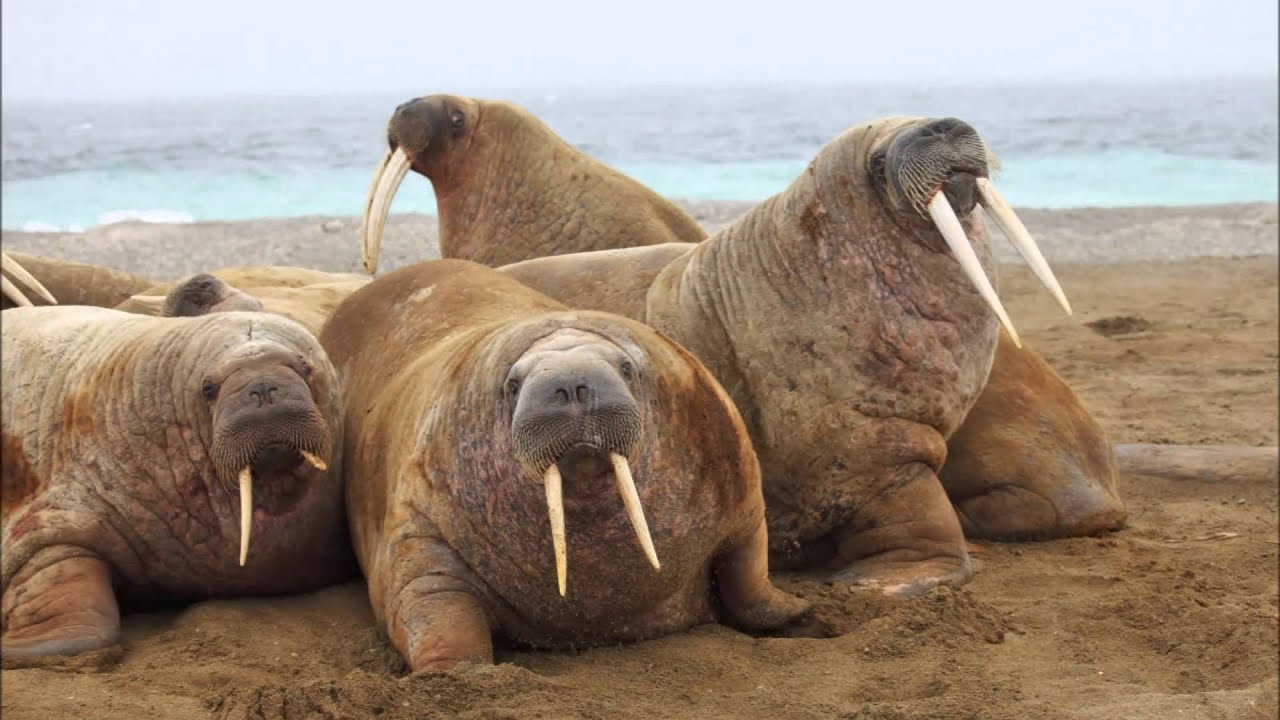 Amazing Facts About Walruses - YouTube