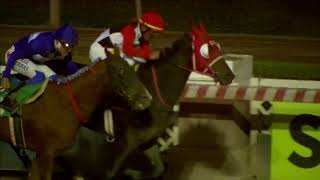 Vidéo de la course PMU PRIX BUDA