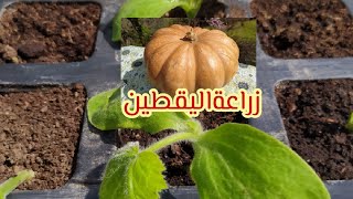 كيف يزرع اليقطين? او القرع العسلي?