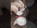 غذارسانی به سگ های بی پناه Feeding Homeless Dogs Dog سگ حیوانات Feedanimals Animals غذارسانی به سگ های بی پناه Feeding Homeless Dogs Dog سگ حیوانات Feedanimals Animals