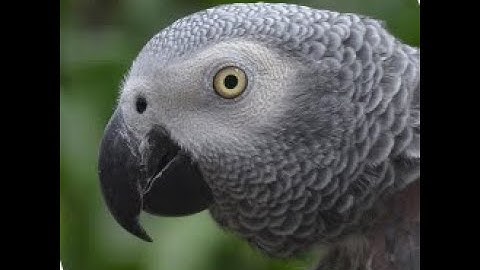 Een telepathische papegaai