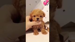Lovely puppies and So cute of pets  SCOP: 272