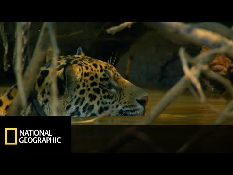 Wideo: Najlepszym Miejscem Na świecie Do Oglądania Dzikiej Przyrody Jest Pantanal