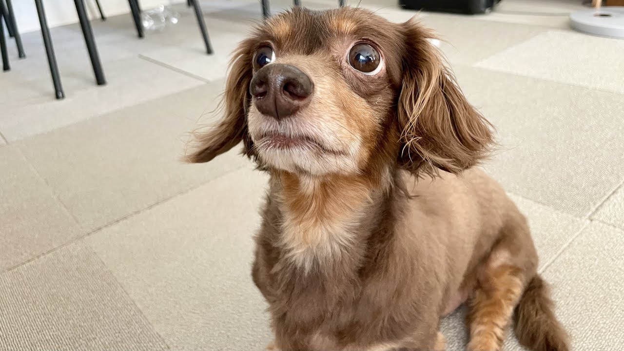 犬よそんなに欲しいのかい チワックスとダックスフンド Youtube
