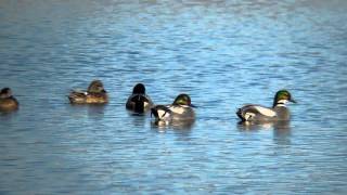 ヨシガモ　- Falcated Duck -