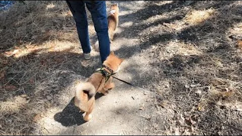 Video 9577251: norwegian forest kitten, forest walk