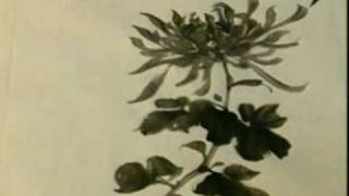 Chrysanthemum Chinese Painting (Part 2/5)