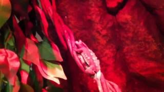 Crested/gargoyle breeding vid