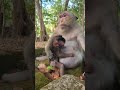 Dimitri: Baby Monkey in Action Play #Protect@Monkeys #abandonedmonkeys #Newbornbabymon