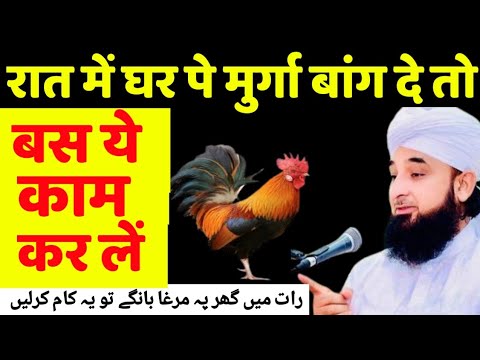 वीडियो: क्या मुर्गी मुर्गियां बांग दे सकती हैं?