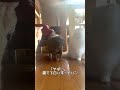 末っ子大ピンチに長男の家族愛が凄い#ノンフィクション猫ドラマ #猫のいる生活 #ねこ