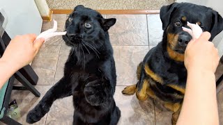 Panther Lunа's important things😸/not cute but funny video😂