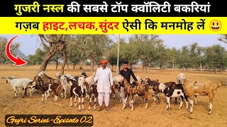 गुजरी नस्ल को सबसे टॉप क्वॉलिटी बकरियां | Gujri Bakri series Ep 02  | Harish Yadav