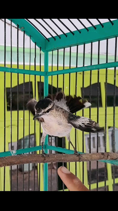 Suara burung kapasan kemiri jos #shorts #suaraburungkapAsan