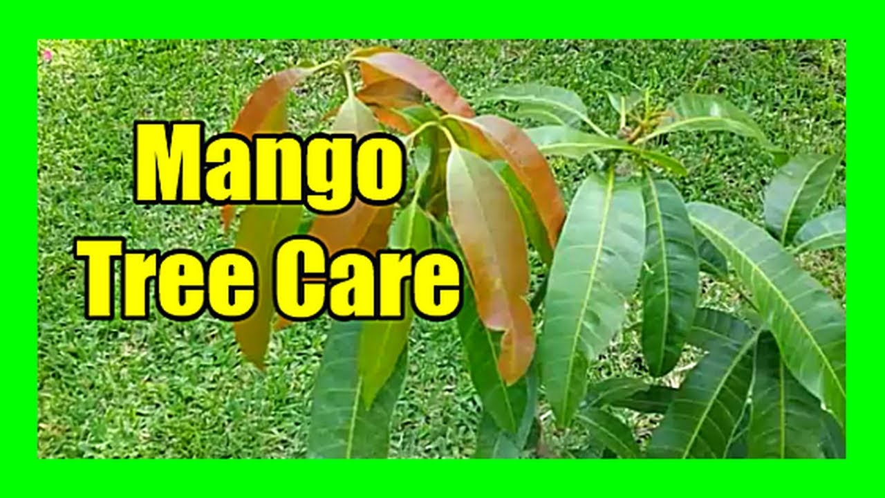Mango Tree Care: Mango Plant Pruning, Mango Flower Drop Control ...
