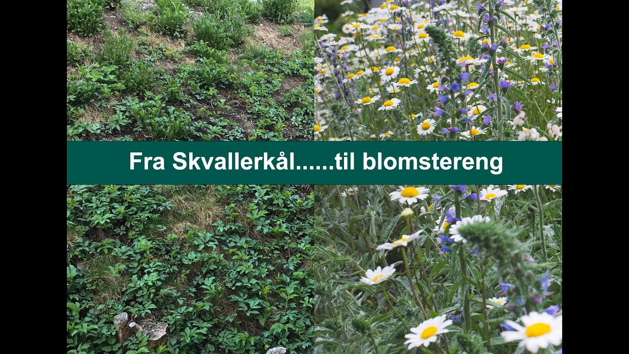 Fra skvallerkål til blomstereng