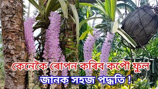 Kopou Ful Orchid. নৰকলৰ বকলত কনক ৰপন কৰব কপফল জন আহক