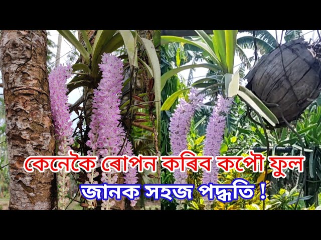 Kopou ful (Orchid). নাৰিকলৰ বাকলিত কেনেকৈ ৰোপন কৰিব কপৌফুল ! জানো আহক 🏝️ । class=