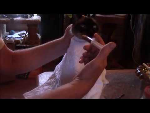 How To Force Feed Your Cat - YouTube