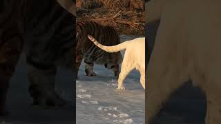 تزاوج القطط البرية الكبيرة Wild big cats mating.