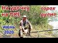 Рыбалка на ОКЕ на УДОЧКУ в июне 2020.  ГОРОХ РУЛИТ.